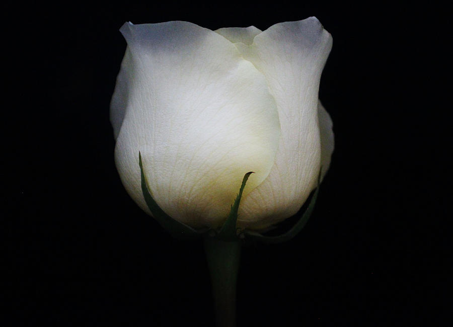 Flower Photograph - White Rosebud #1 by Carol Welsh