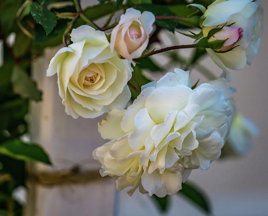 White roses #1 Photograph by Jane Luxton