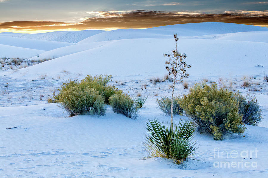 White Sands Sunrise #1 Photograph by Randy Jackson