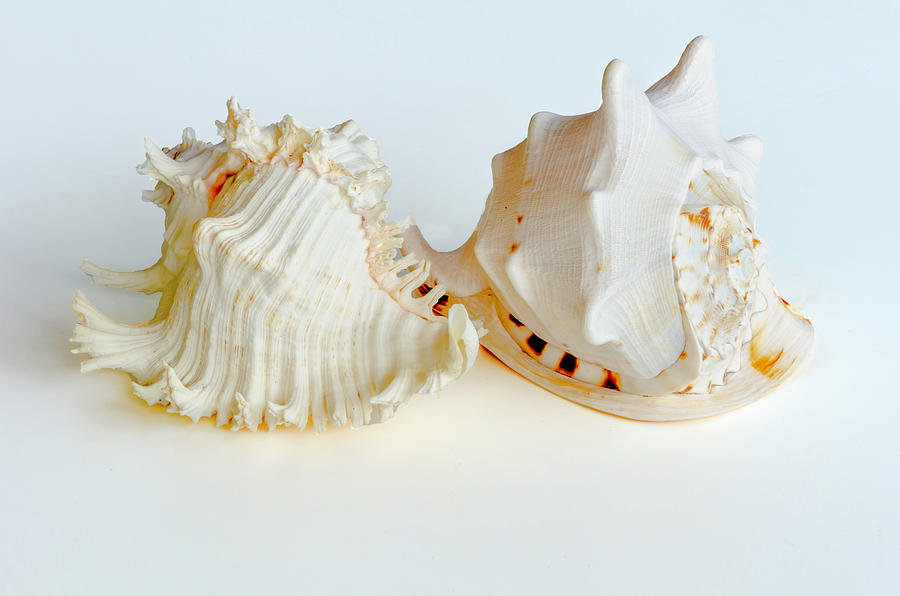White Shells #2 Photograph by Wolfgang Stocker
