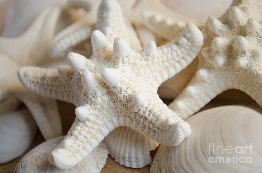 White starfish #1 Photograph by Andrea Anderegg