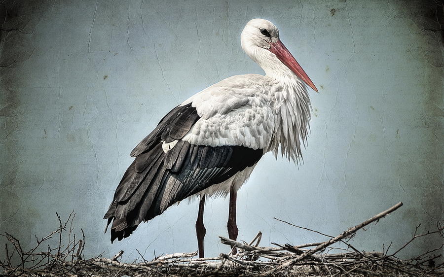 Stork Digital Art - White stork #1 by Maye Loeser