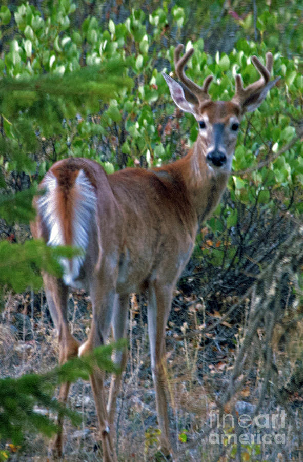 White-Tail Buck #2 Photograph by Cindy Murphy - NightVisions