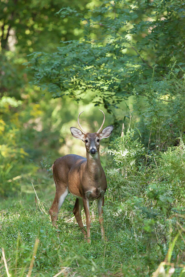 White-tailed Buck #1 Photograph by Erin Cadigan