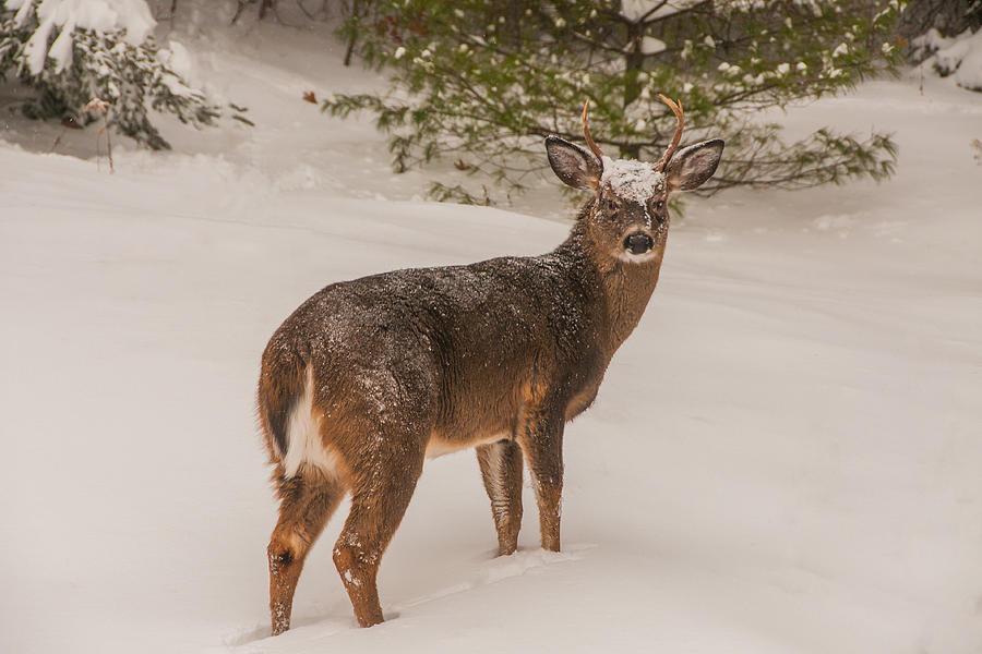 White Tailed Deer Buck in Snow #1 Photograph by Brenda Jacobs