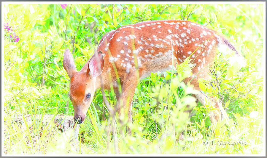 White-tailed Deer Fawn Foraging in Meadow #1 Photograph by A Macarthur Gurmankin