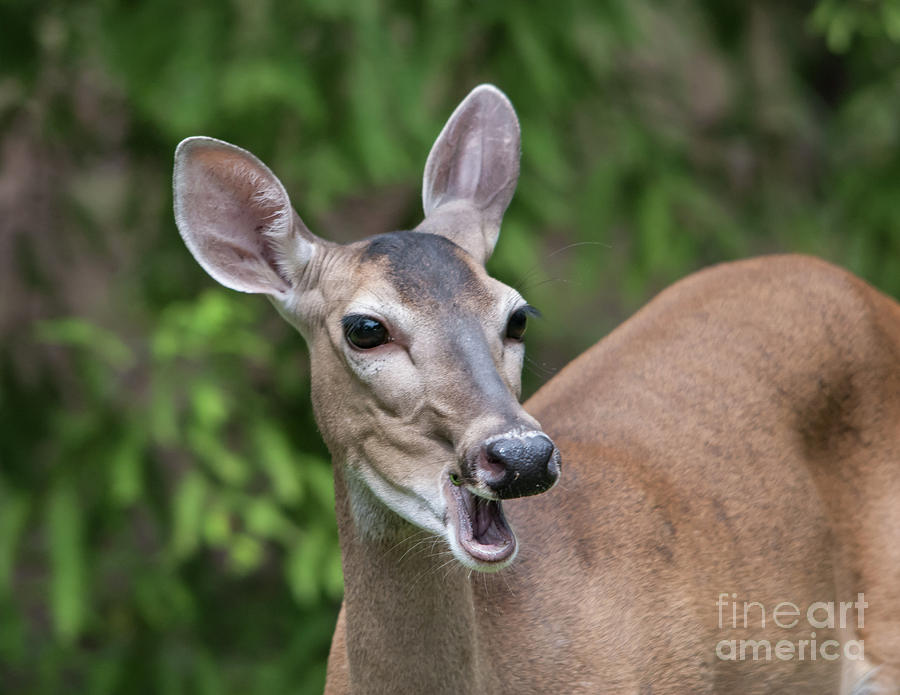 White Tailed Deer No. 2 Photograph by John Greco