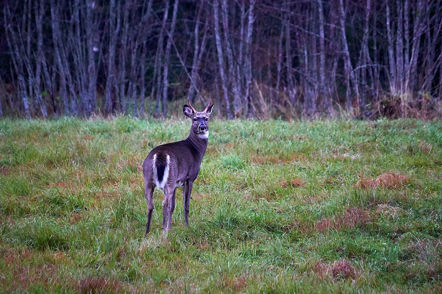 White-tailed deer #1 Photograph by Jouko Lehto