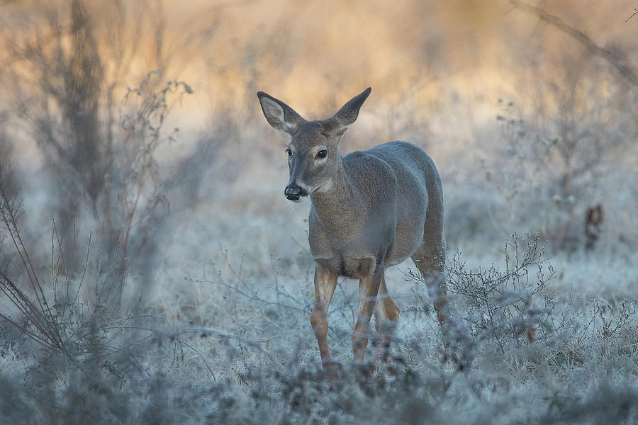 White-tailed Deer #1 Photograph by Ronnie Maum