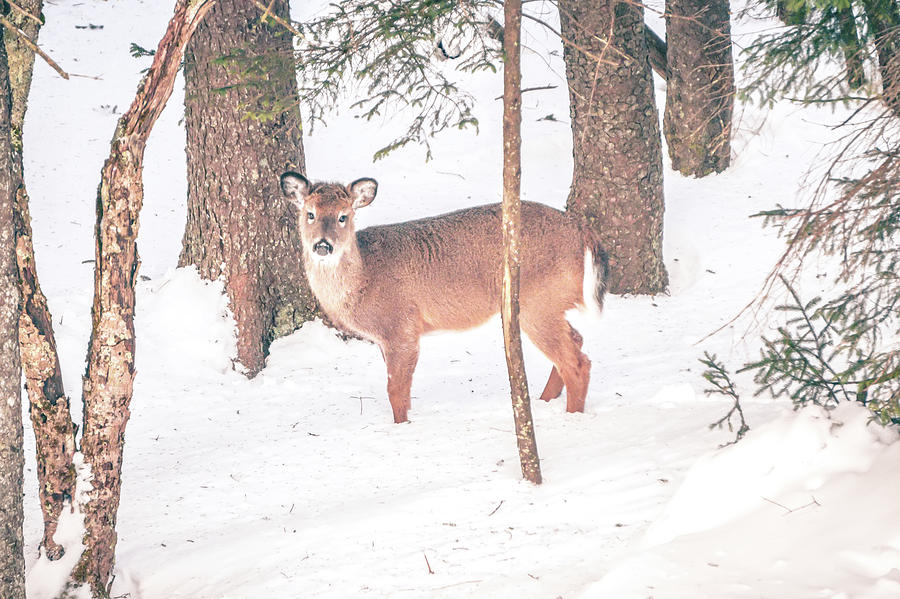 White Tailed Deer Seeking Food In Snow #1 Photograph by Alex Grichenko