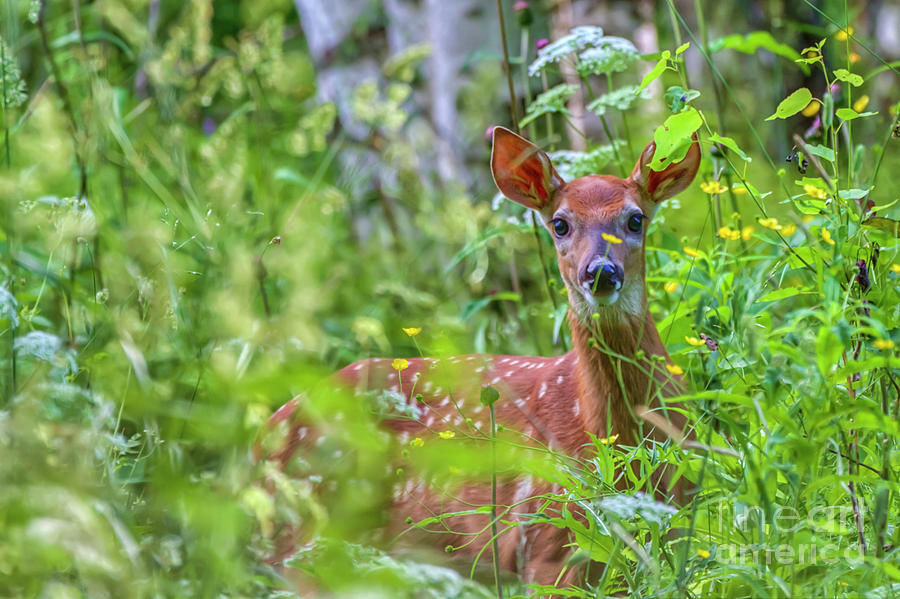 White-tailed Deer Photograph