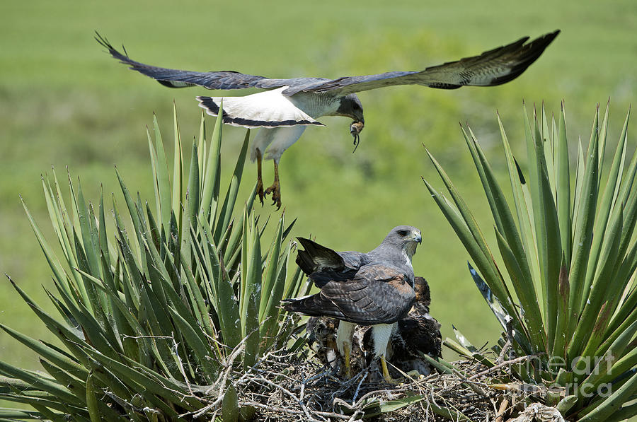White-tailed Hawk Family #1 Photograph by Anthony Mercieca