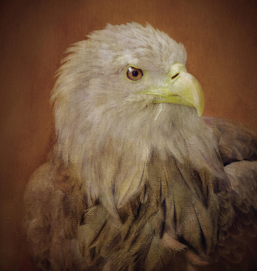 White Tailed Sea Eagle Mixed Media by KaFra Art - Fine Art America