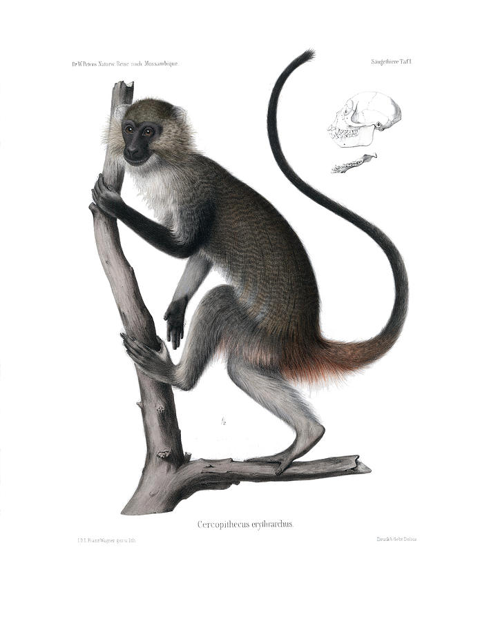 White Throated Guenon, Cercopithecus albogularis erythrarchus Drawing by J D L Franz Wagner