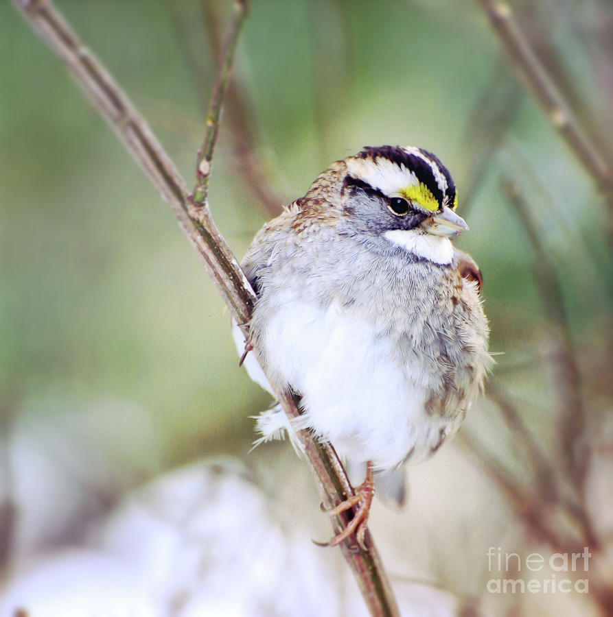 White-throated Sparrow #1 Photograph by Kerri Farley