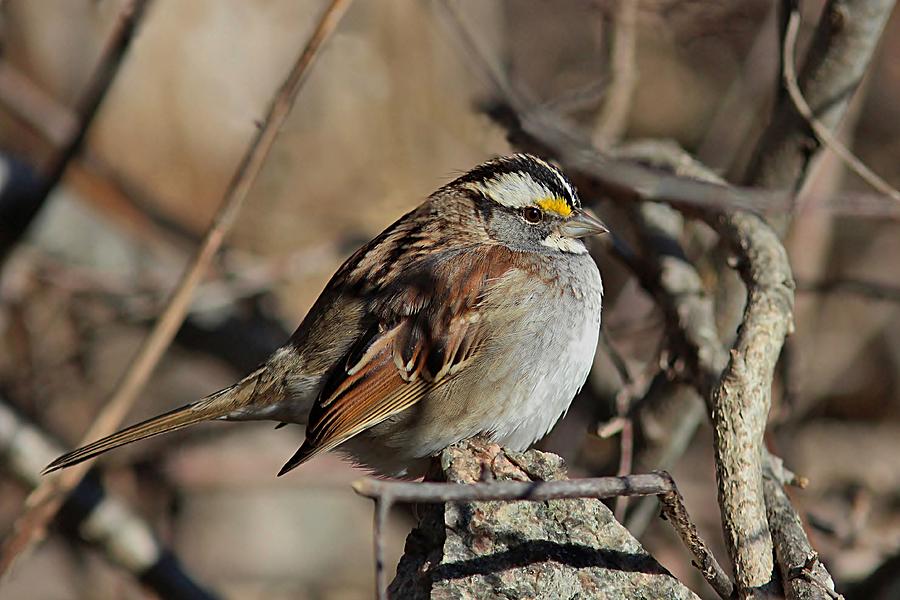 White-throated Sparrow in the brush Photograph by Linda Crockett - Fine ...