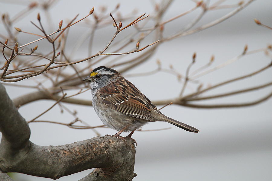 White-Throated Sparrow #1 Photograph by Living Color Photography Lorraine Lynch