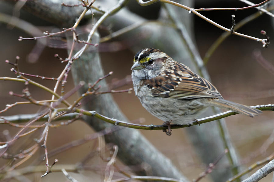 White Throated Sparrow #2 Photograph by Steve Gravano