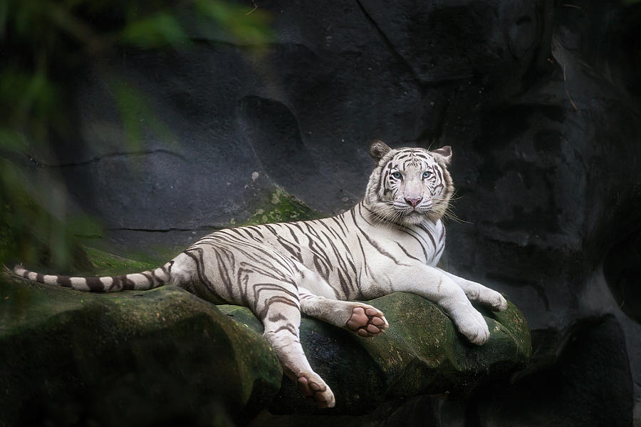 White tiger #1 Photograph by Anek Suwannaphoom