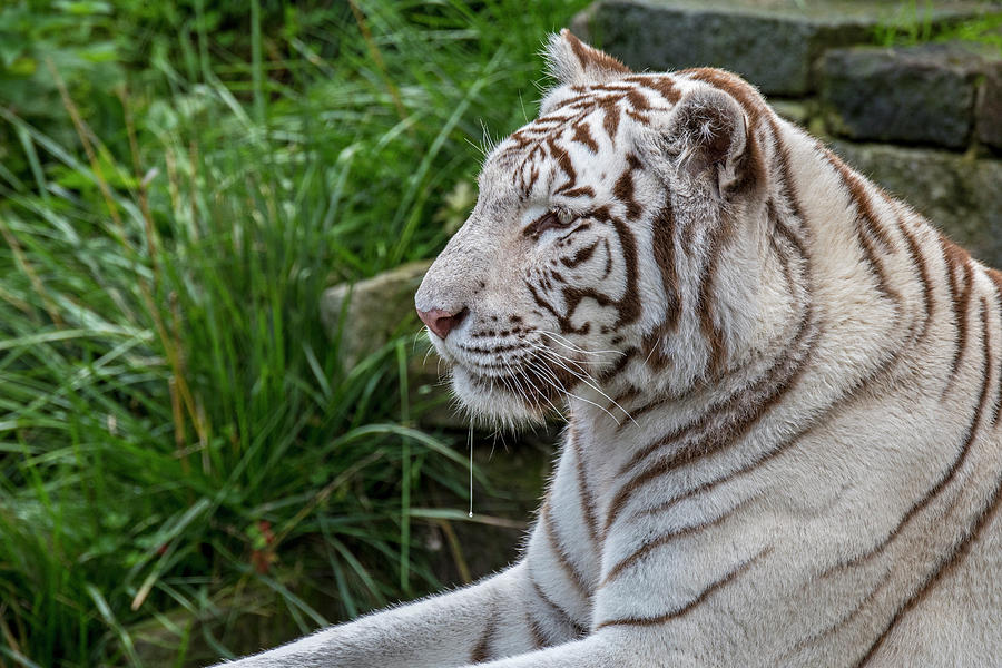 White Tiger #1 Photograph by Arterra Picture Library