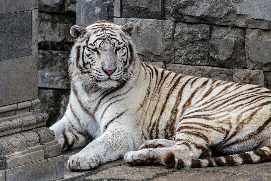White Tiger in Temple #1 Photograph by Arterra Picture Library