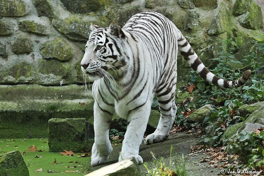 Wildlife Photograph - White Tiger #1 by Jackie Russo