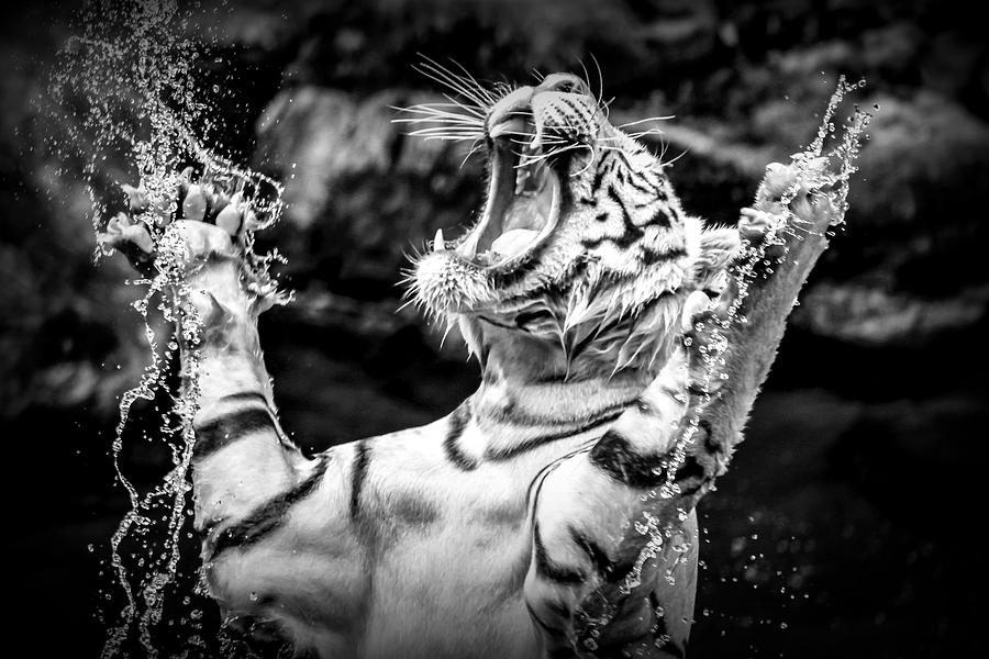 Nature Photograph - White Tiger #1 by Jijo George
