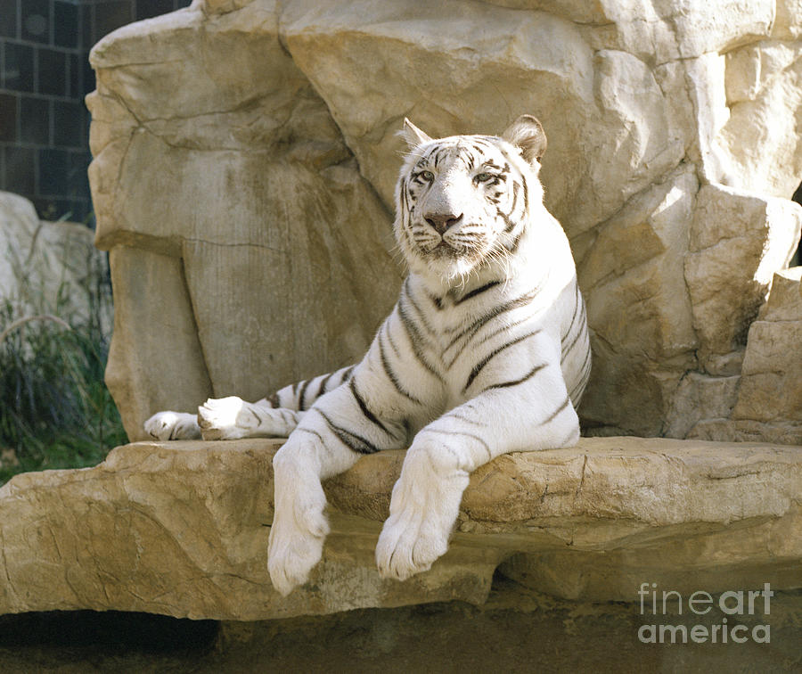 White Tiger #2 Photograph by John Bowers
