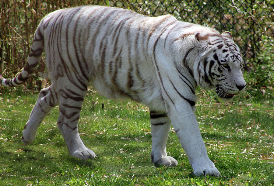 White Tiger Photograph by Judy Latimer - Fine Art America