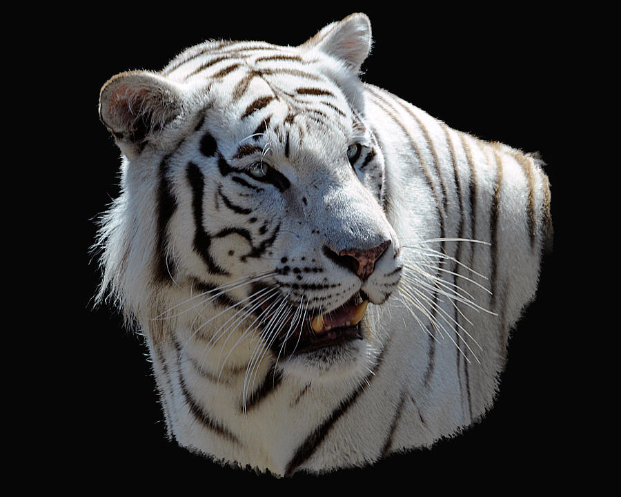 White Tiger #1 Photograph by Keith Lovejoy