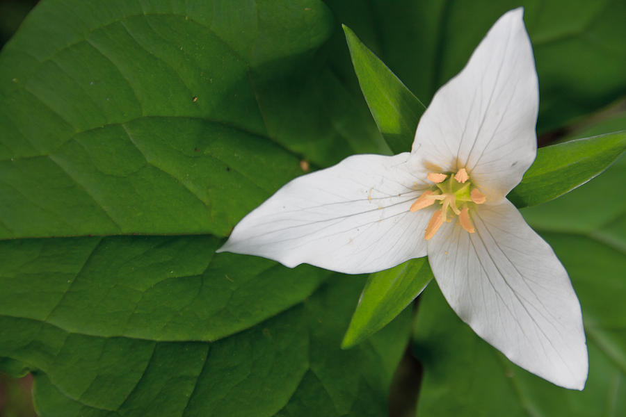 Trillium Photograph - White Trillium by Jonathan Hansen Trillium Photograph - White Trillium by Jonathan Hansen