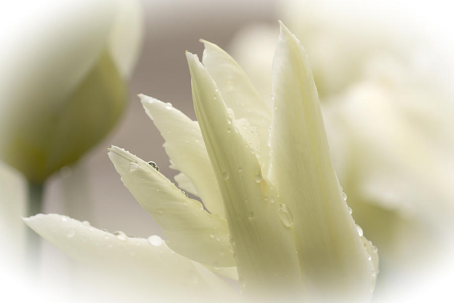 White Tulip - 365-15 Photograph by Inge Riis McDonald