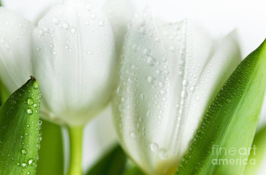 Easter Photograph - White Tulips #1 by Nailia Schwarz
