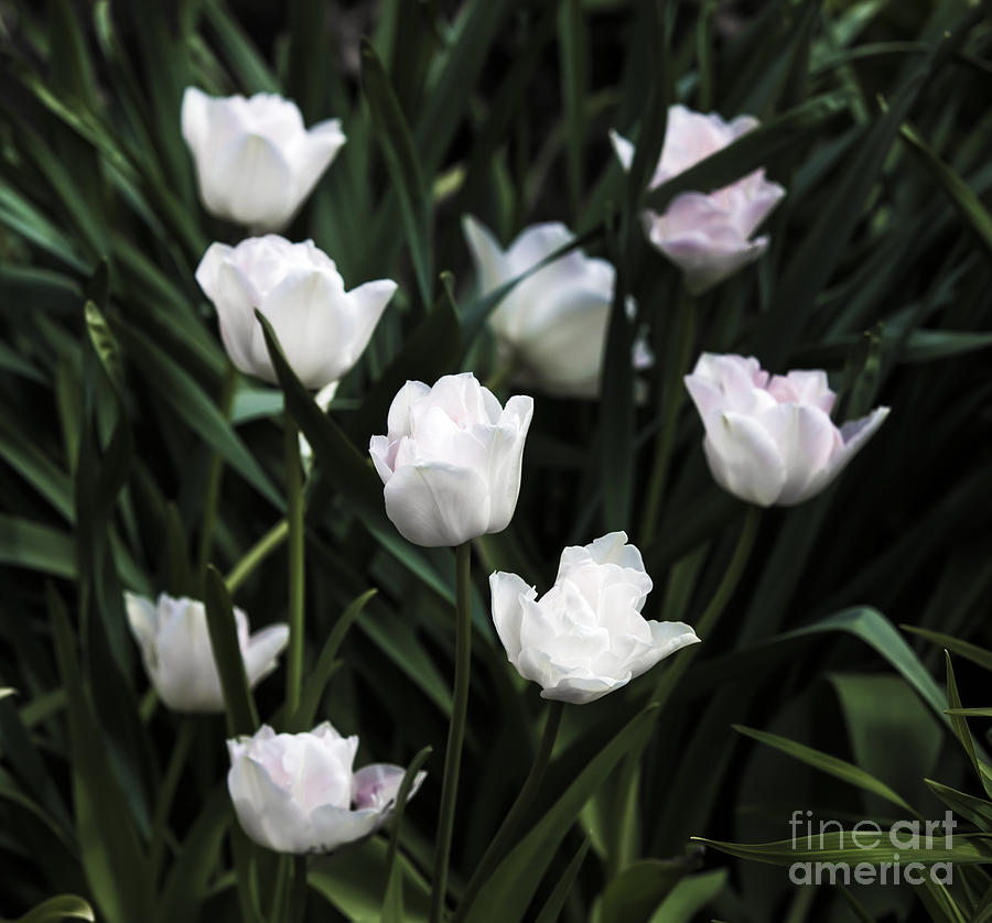 Tulip Photograph - White Tulips #1 by Olga Photography