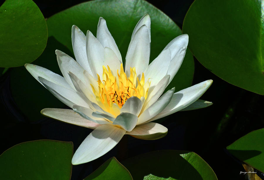 White Water Lily And Pads 003 Photograph by George Bostian - Fine Art ...