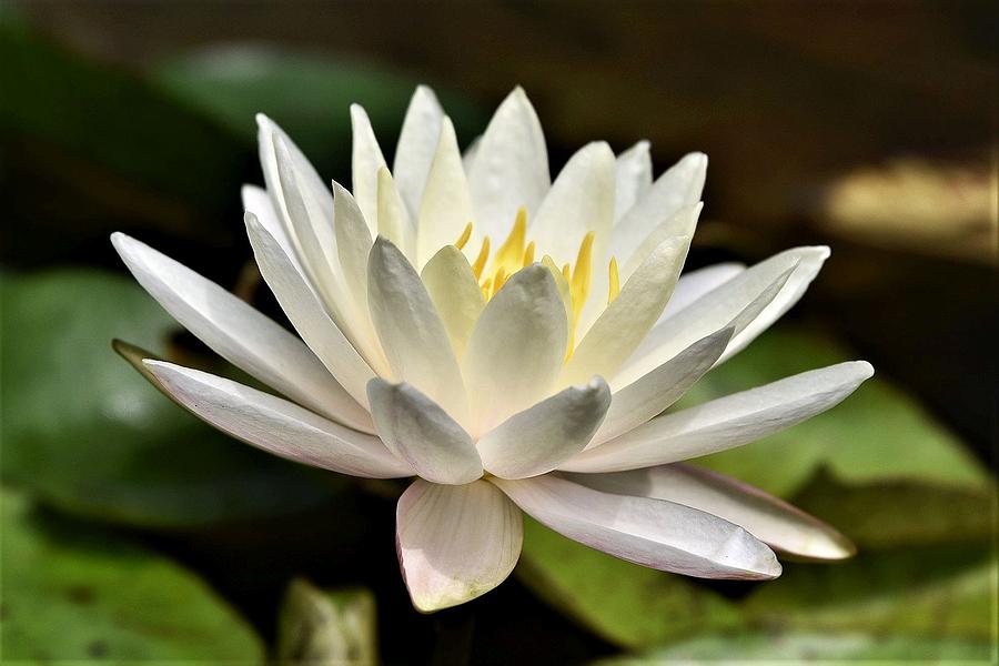 White Water Lily at Farmer Girl Photograph by Kim Bemis