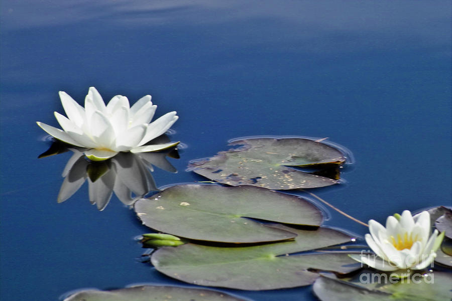 White Water Lily Photograph by Heiko Koehrer-Wagner