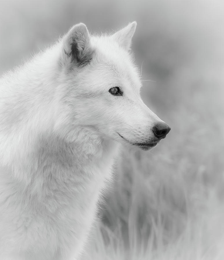 White Wolf BW #1 Photograph by Athena Mckinzie