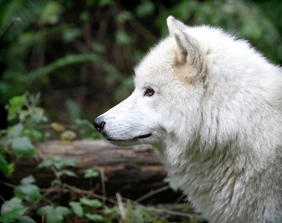 White Wolf Forest #1 Photograph by Steve McKinzie