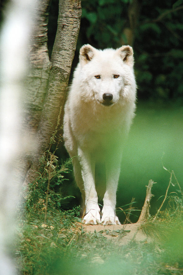 White Wolf Stare #1 Photograph by Steve Somerville