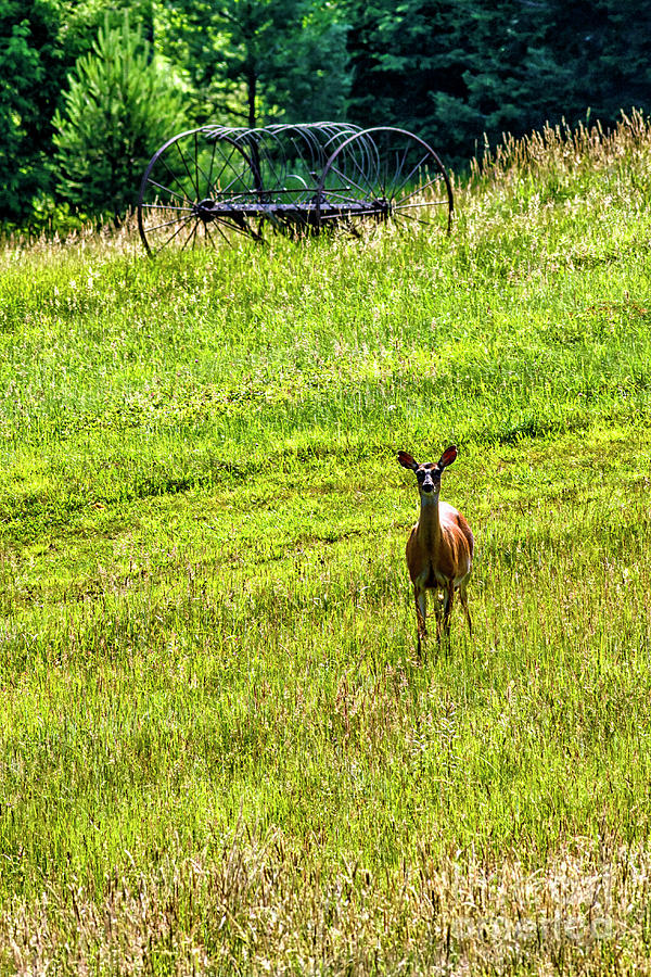 Wildlife Photograph - Whitetail Deer and Hay Rake #1 by Thomas R Fletcher