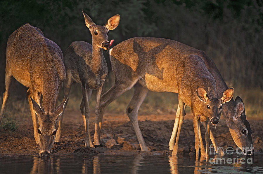 Whitetail Deer at Waterhole Texas Photograph by Dave Welling