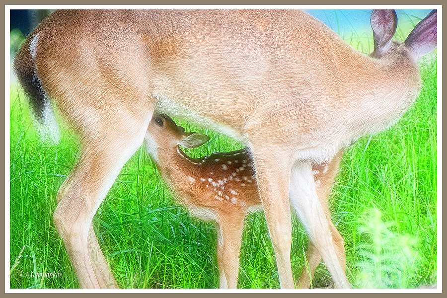 Whitetailed Dee Fawn Being Nursed by Doe Mother #1 Photograph by A Macarthur Gurmankin