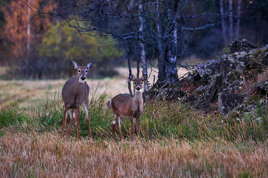 Nature Photograph - Whitetailed deers after sunset #1 by Jouko Lehto