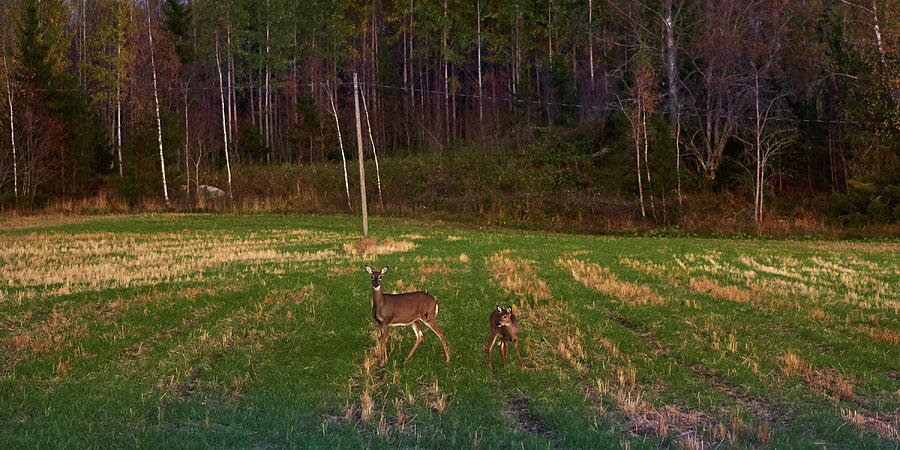 Nature Photograph - Whitetailed deers #1 by Jouko Lehto