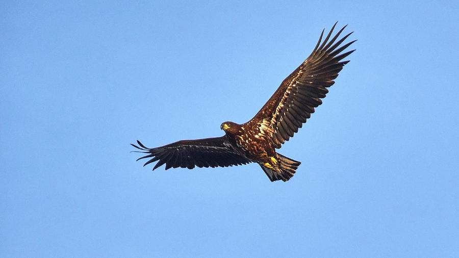 Whitetailed Eagle Photograph