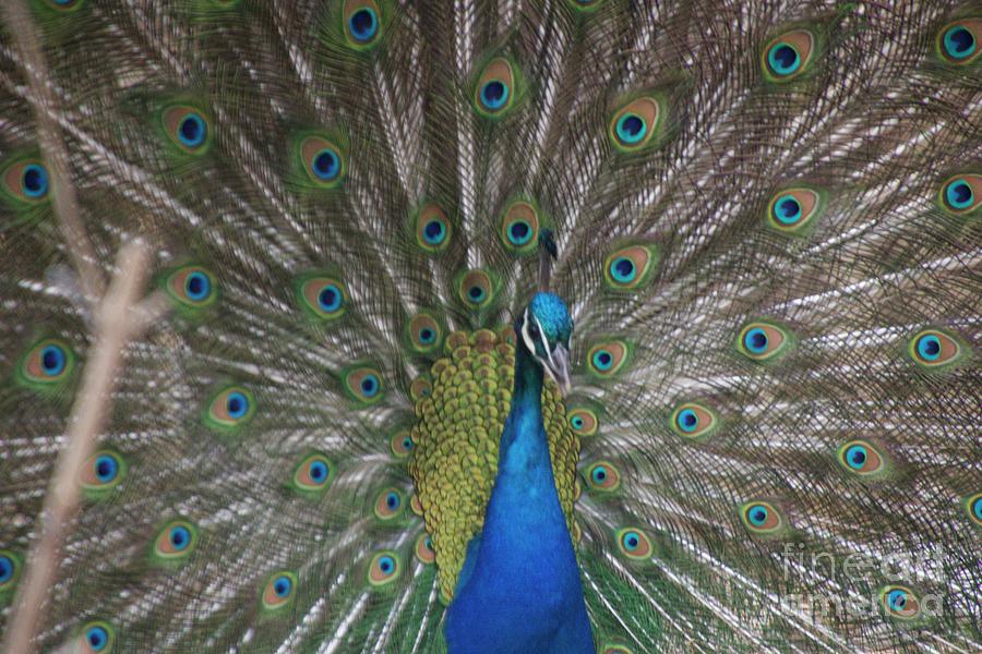 Peacock Photograph - Who Me? #1 by Michael Senn