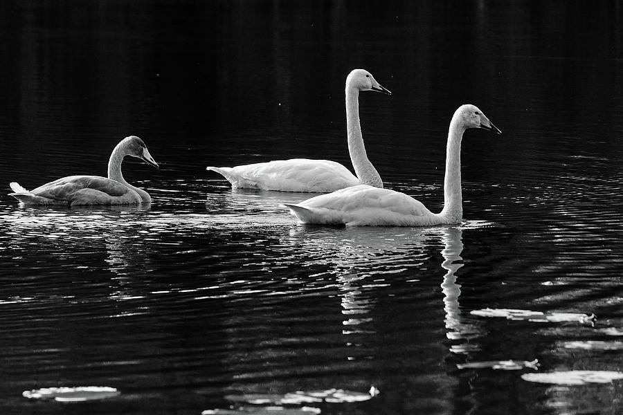 Fall Photograph - Whooper swan family #1 by Jouko Lehto