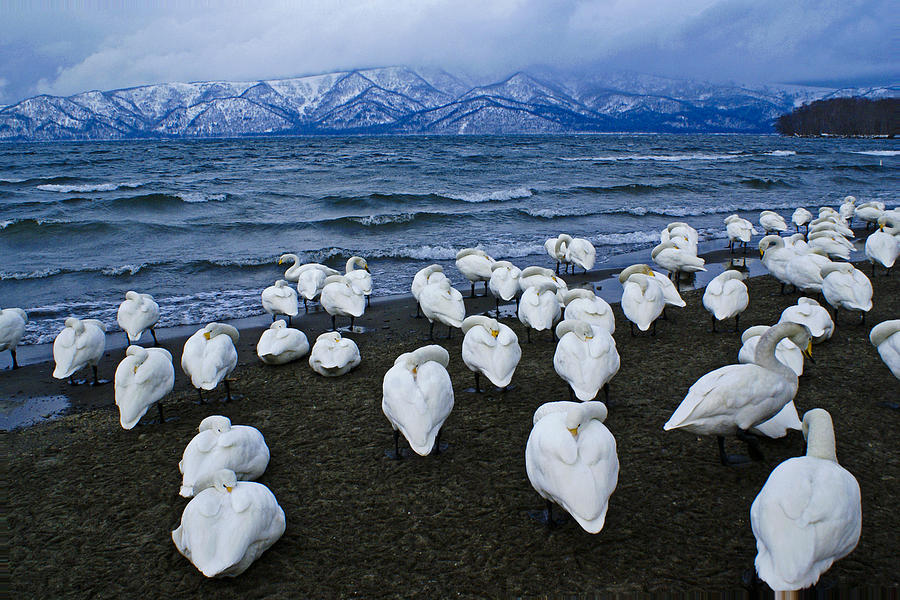 Whooper Swans in Winter #1 Photograph by Michele Burgess