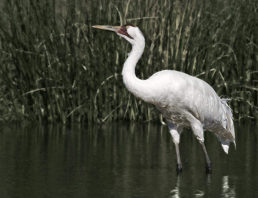 Whooping Crane #2 Photograph by Al  Mueller